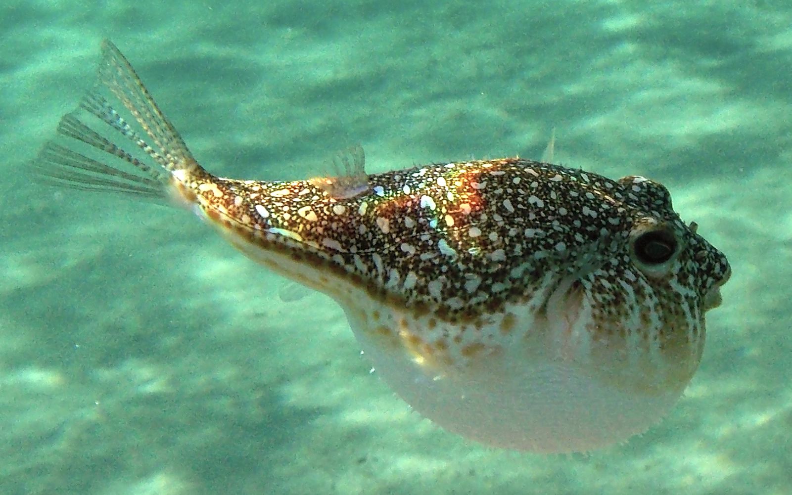 Torquigener flavimaculosus  a Karpathos (Grecia)